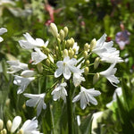 Ever White Agapanthus Flowers