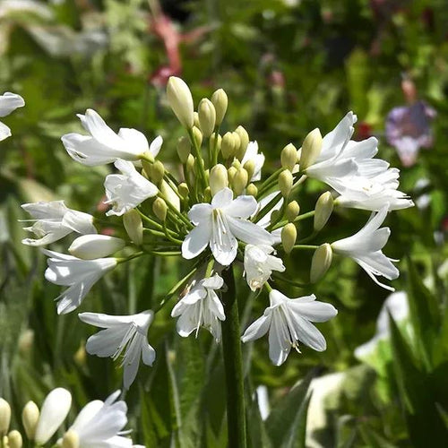 Ever White Agapanthus Flowers