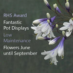 Fireworks Agapanthus Flowers