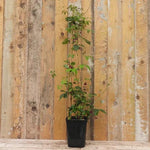 Akebia quinata Plant in 3 Litre Pot