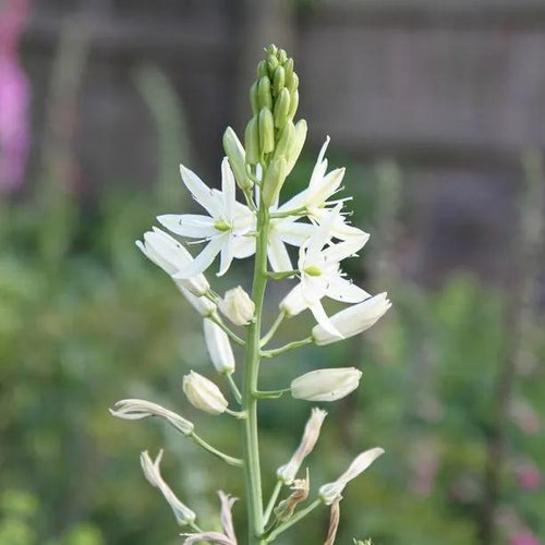 White Camassia Flowers