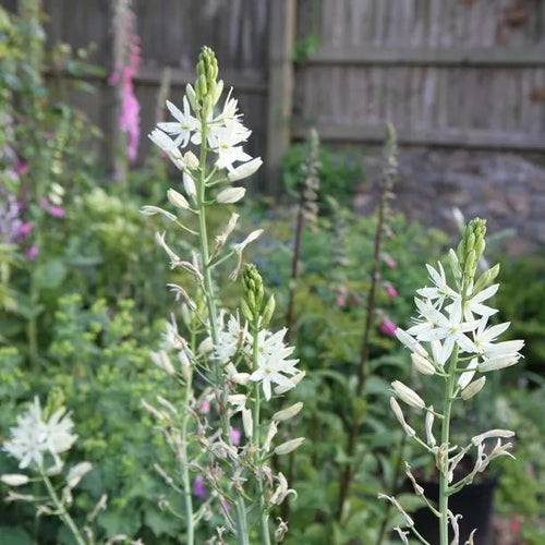 Alba Camassia Flowers