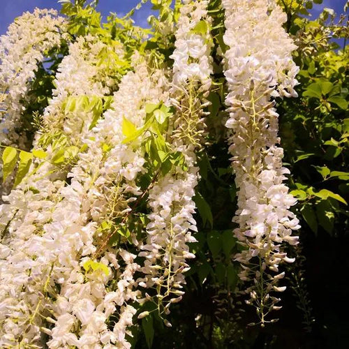 Alba Wisteria sinensis Flowers