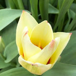 Albion Star Tulip Flowers