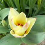 Albion Star Tulip Flowers