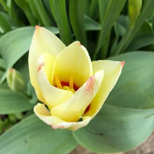 Albion Star Tulip Flowers