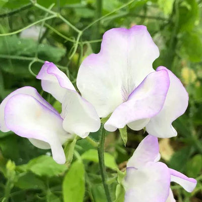 Albutt Blue Sweet Pea Flowers