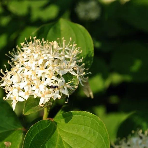 Alder Buckthorn Leaves and Flowers