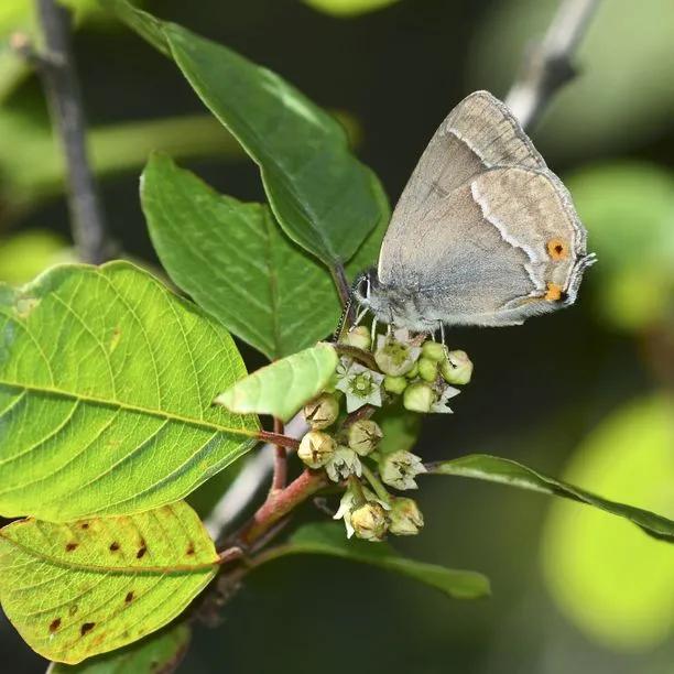 Alder Buckthorn Leaves with butterfly