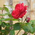 Alec's Red Hybrid Tea Rose Flowers