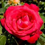 Alec's Red Hybrid Tea Rose Flowers