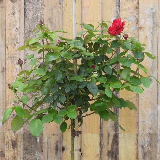 Alec's Red Standard Potted Rose 2