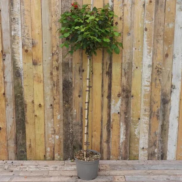 Alec's Red Standard Potted Rose 2