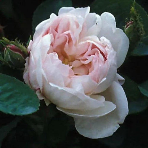 Alfred de Dalmas Shrub Rose Flowers