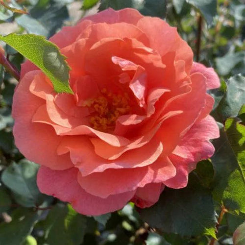 Alibaba Climbing Rose Flowers
