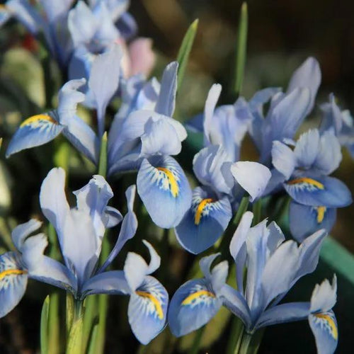Alida Iris reticulata Flowers