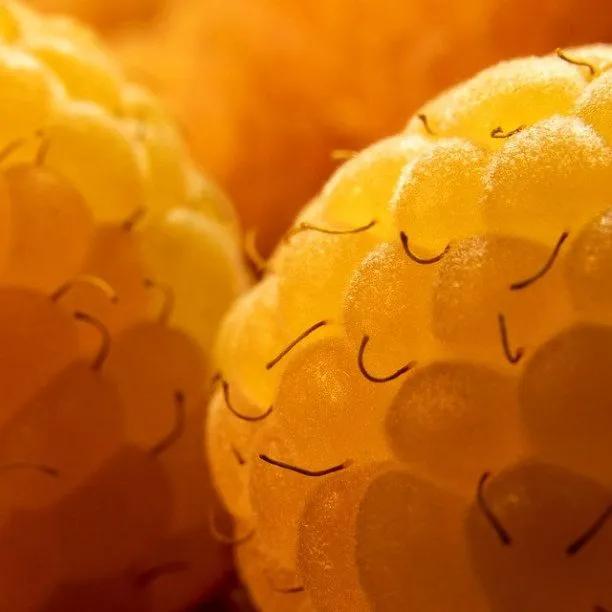 All Gold Raspberries on the bush