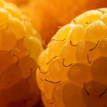 All Gold Raspberries on the bush