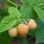 All Gold raspberries on the bush
