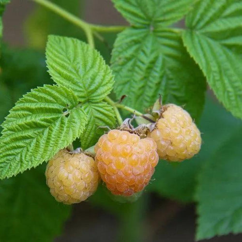 All Gold raspberries on the bush