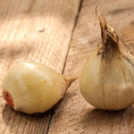 Purple Sensation Allium Bulbs Ready for Planting