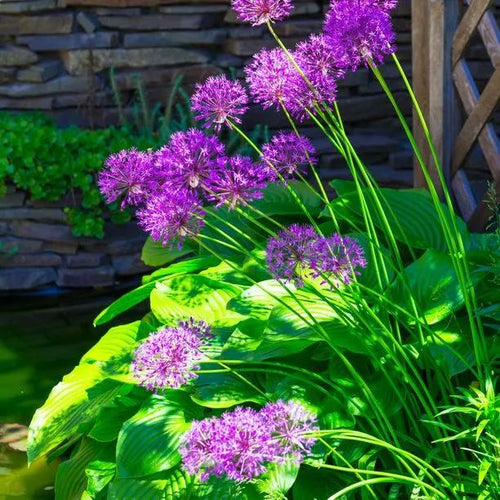 Purple Sensation Allium Underplanted with hostas