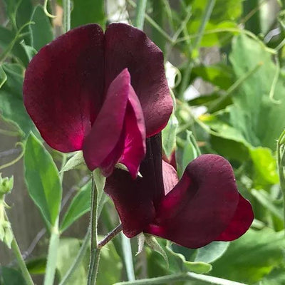 Almost Black Sweet Pea Flowers
