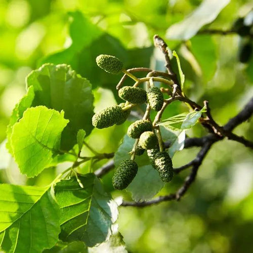Common Alder leaves and cone