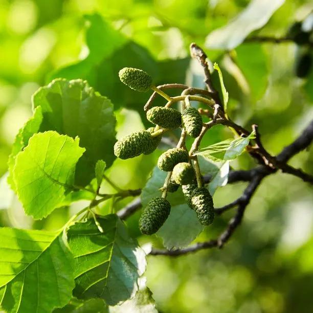 Common Alder leaves and cone