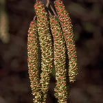 Red Alder Catkins