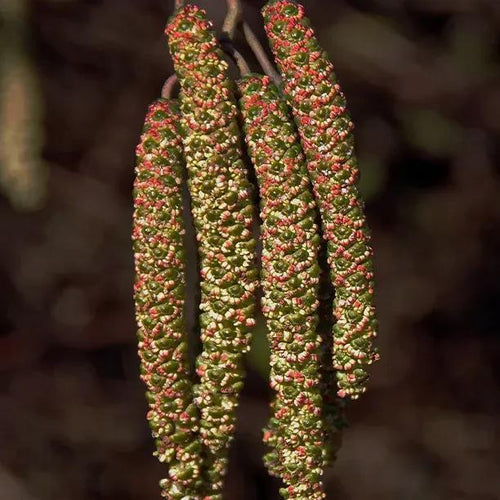 Red Alder Catkins