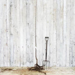 Bareroot Amber Heart Cherry Maiden Tree