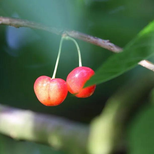 Amber Heart Cherries on the tree