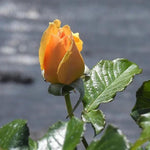 Amber Queen Rose Flower Bud