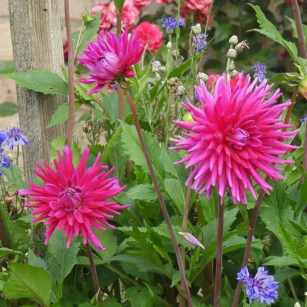 Ambition Dahlia Flowers