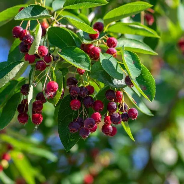 Amelanchier lamarckii juneberries on the tree