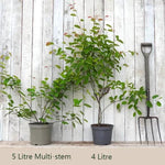 Amelanchier 'amarckii Plants in 5 litre vs 4 litre pots