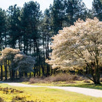 Mature Amelanchier lamarckii trees in flower
