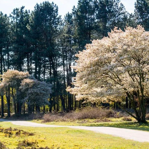 Mature Amelanchier lamarckii trees in flower