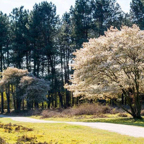 Mature Amelanchier lamarckii trees in flower