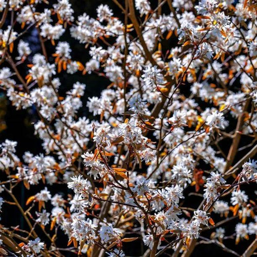 Amelanchier Robin Hill flowers