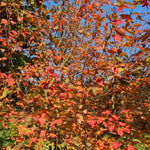 Amelanchier Robin Hill leaves in Autumn