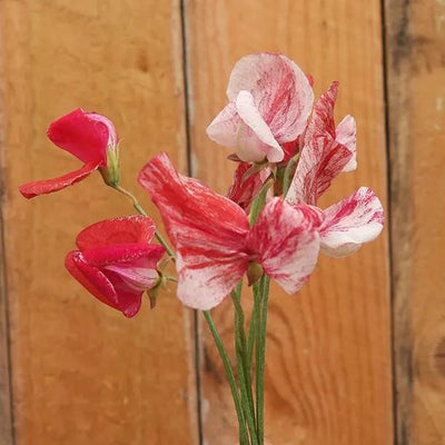 America sweet pea flowers
