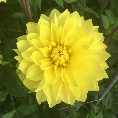 American Sun Dahlia Flowers