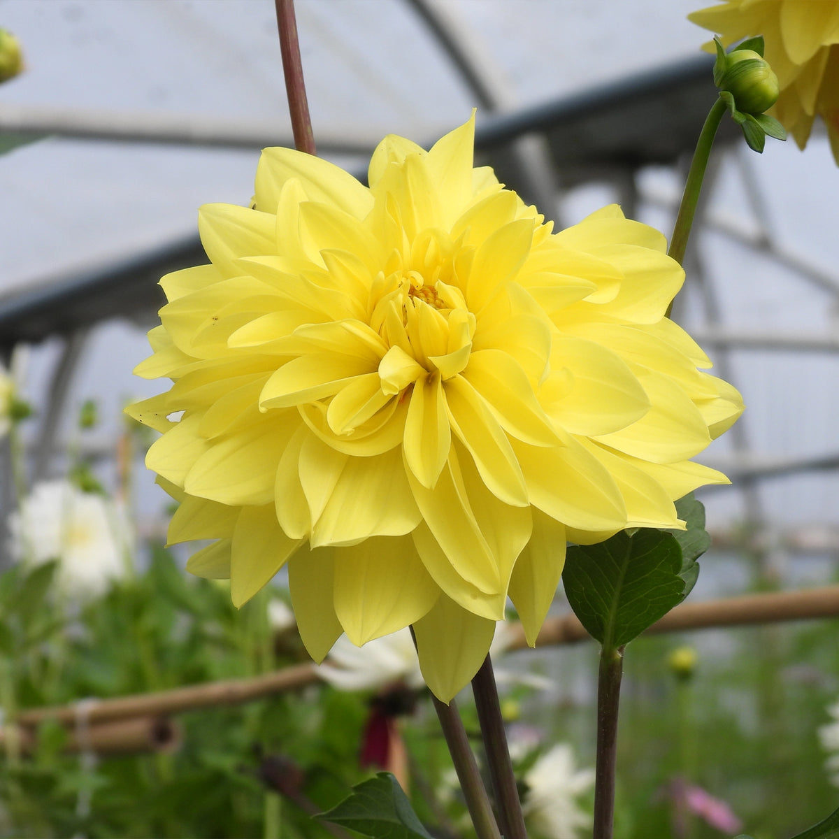 Yellow Dahlia Flower - American Sun