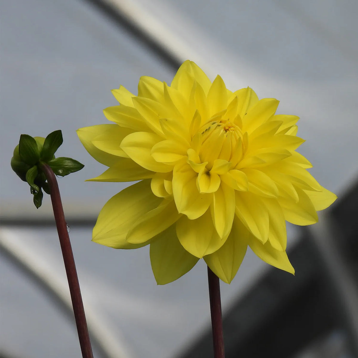 Yellow dahlia flower with a blurred background