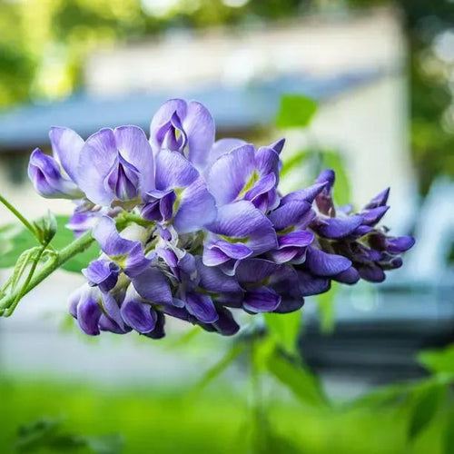 Amethyst Chinese Wisteria Flowers