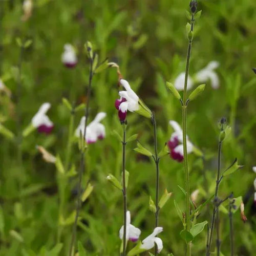Amethyst Lips Salvia Flowers
