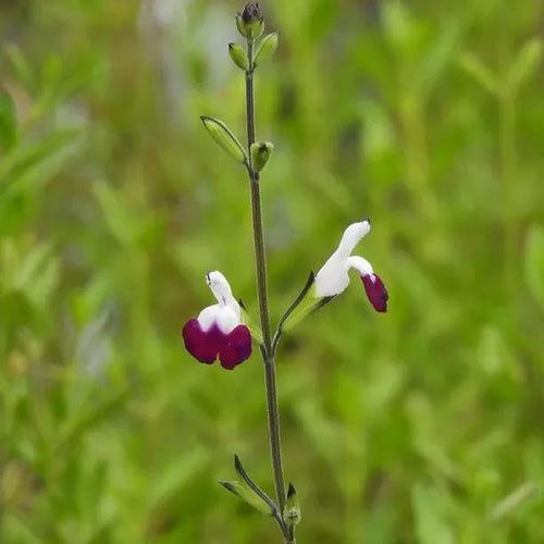 Amethyst Lips Salvia Flowers close up