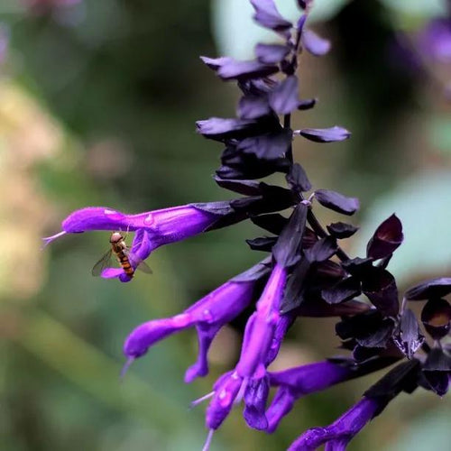 Amistad Salvia Flowers